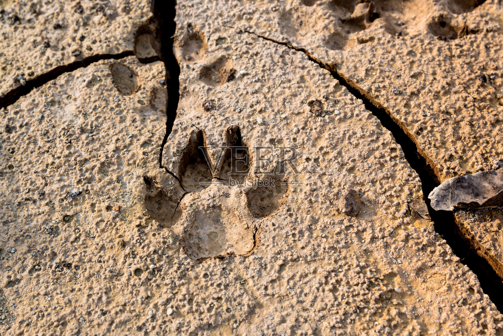 有裂缝的地面上有狗的脚印。照片摄影图片