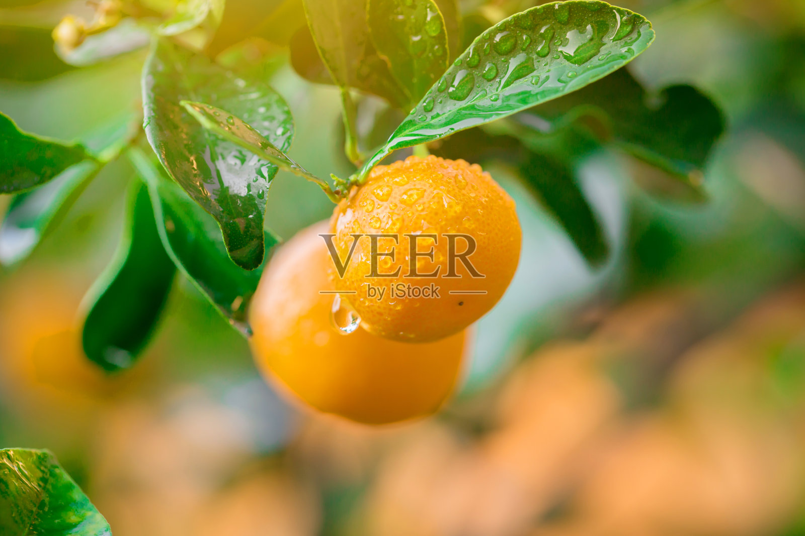 金桔果酱橙子新鲜水果，滴在树上照片摄影图片