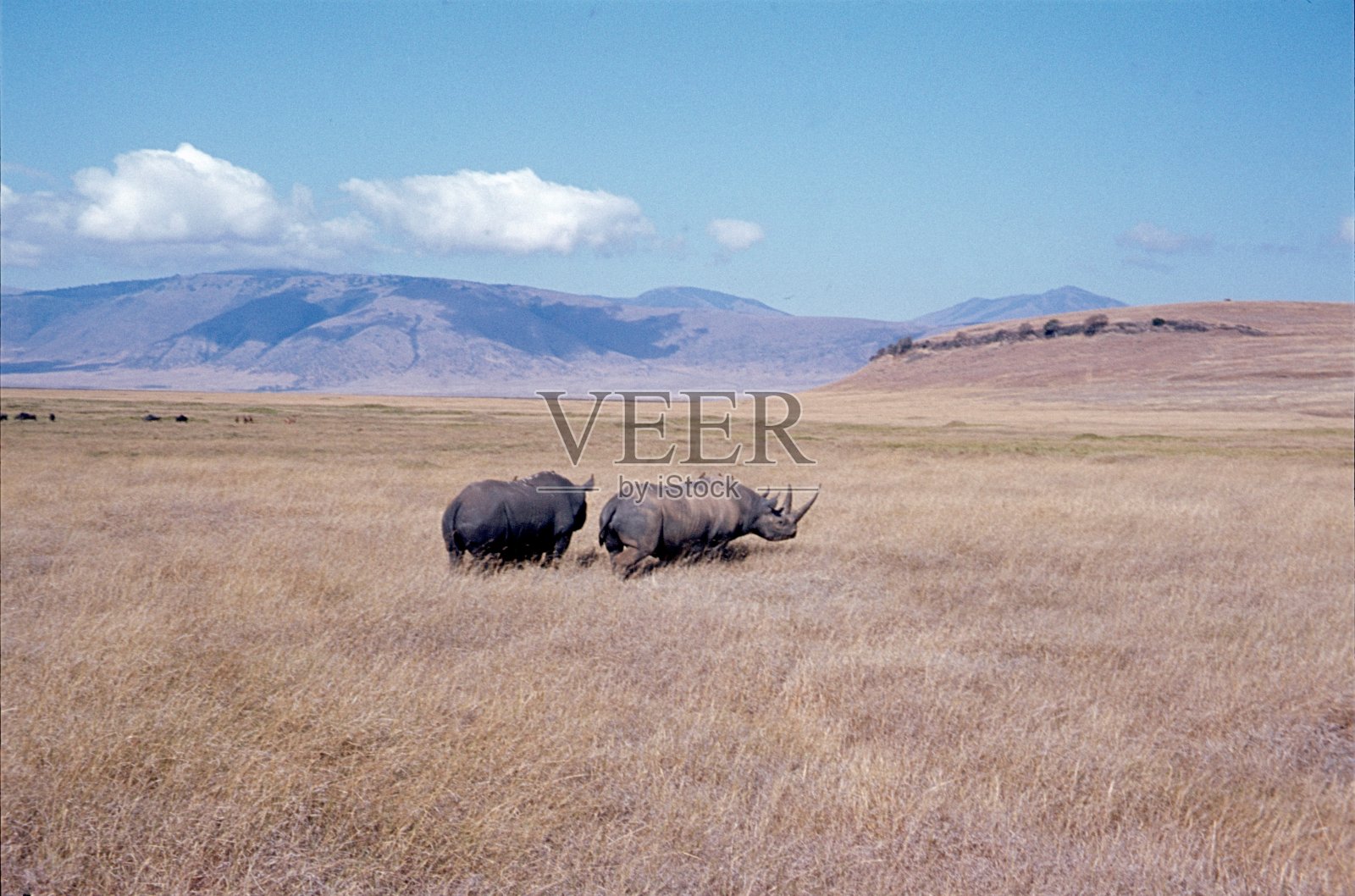 草原上的犀牛，照片摄影图片