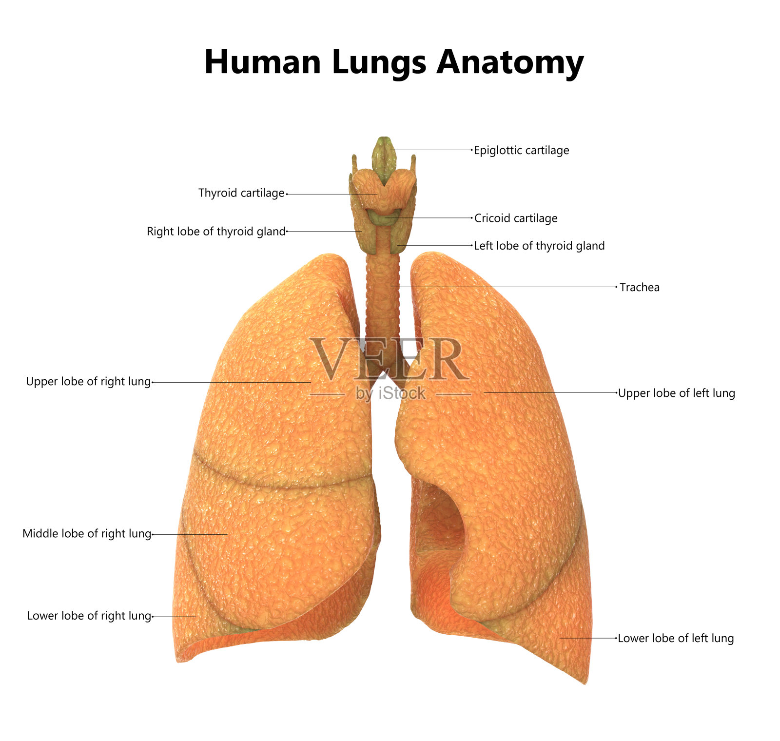 人体器官(肺解剖学)照片摄影图片