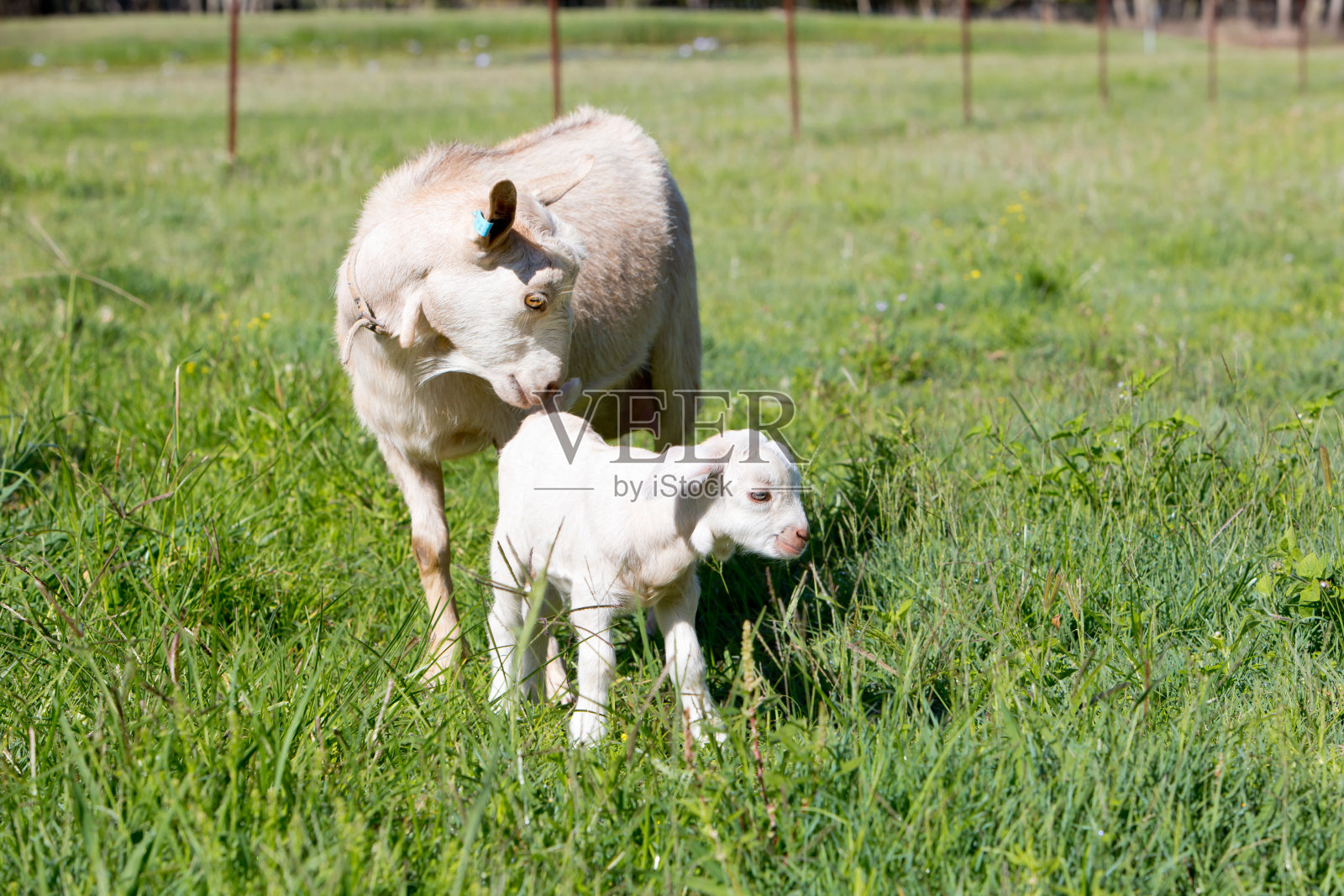 白色小山羊和母山羊站在草地上照片摄影图片