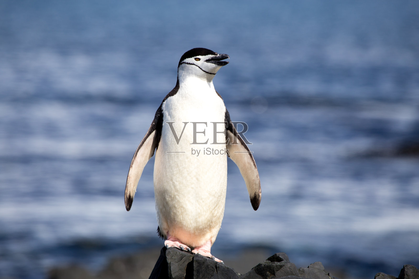 南极洲南设得兰群岛上，一只帽带企鹅正在享受阳光。照片摄影图片
