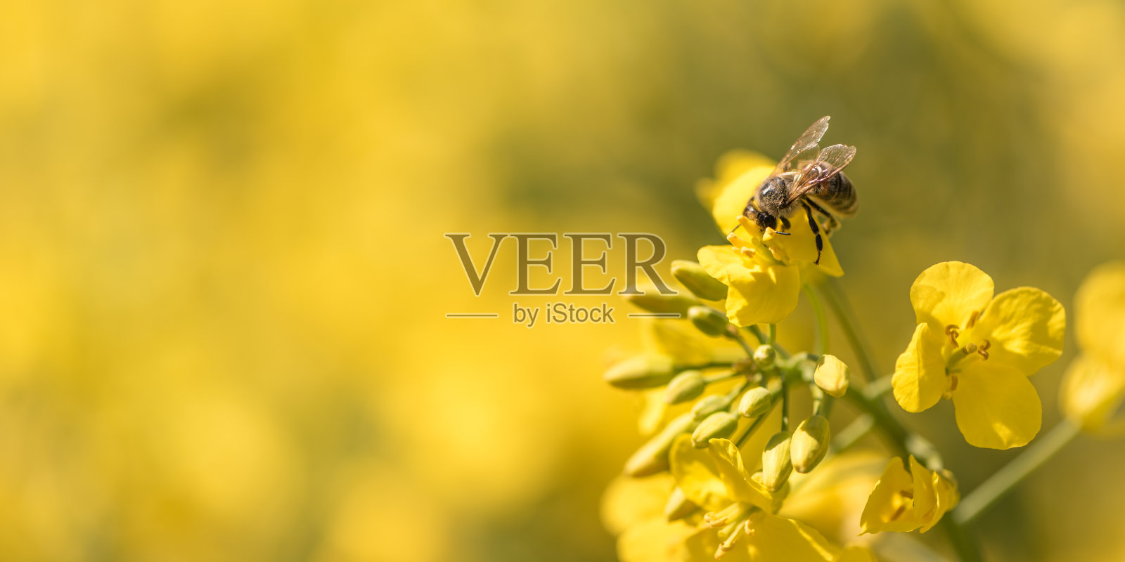 蜜蜂在春天采集油菜花照片摄影图片