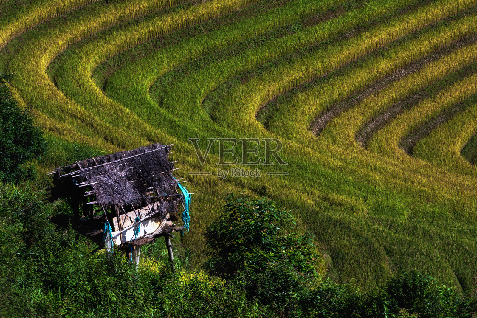 越南西北部盐白省木仓寨地区梯田上的稻田照片摄影图片