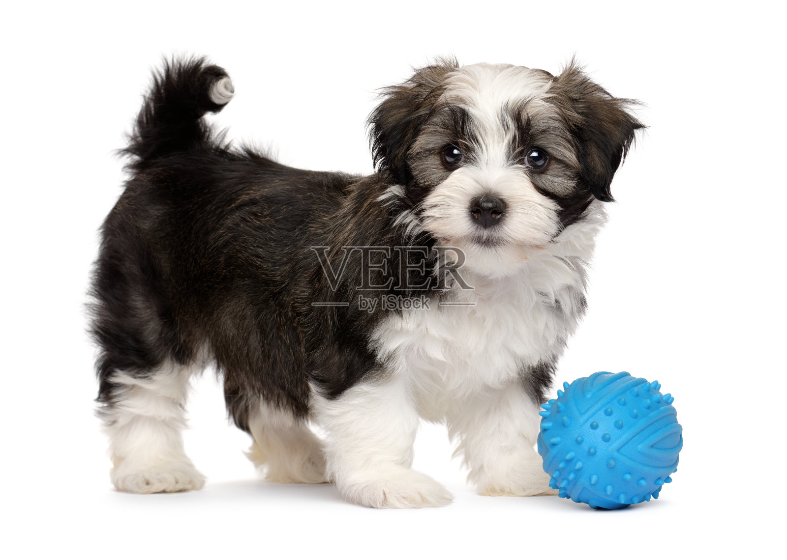 可爱的哈瓦尼斯小狗和一个蓝色的玩具球照片摄影图片