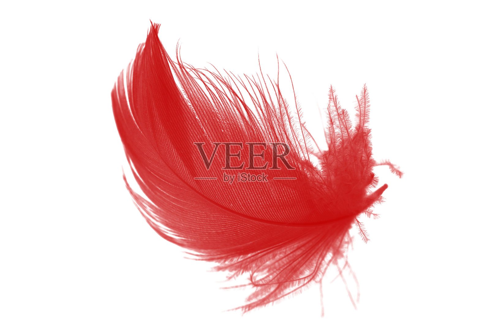 美丽的红色羽毛孤立在白色的背景照片摄影图片