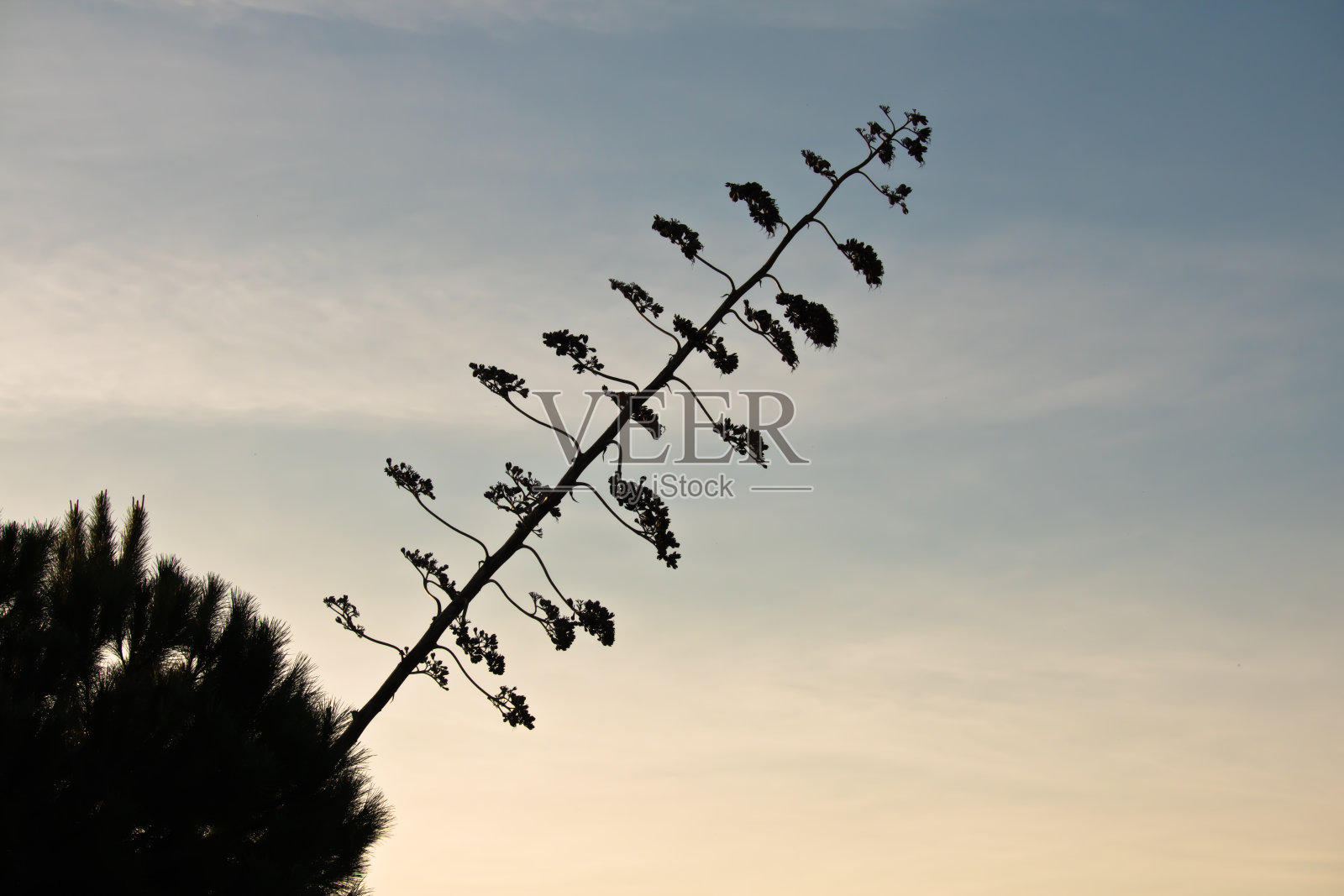 葡萄牙阿尔加维，巨大的龙舌兰肉质植物的轮廓在日落的蓝色天空中上升照片摄影图片