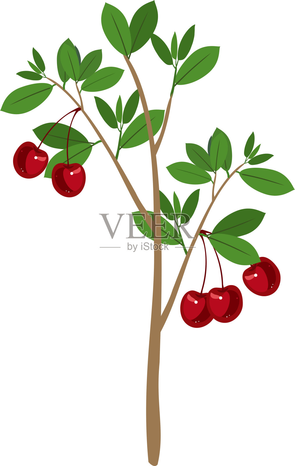 白色背景上有绿叶和成熟樱桃果实的樱桃树插画图片素材