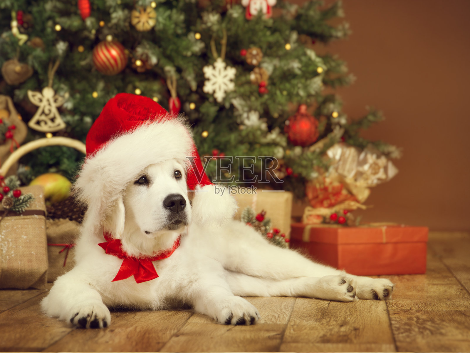 圣诞狗，白色小狗寻回在圣诞帽下的圣诞t，新年礼物礼物照片摄影图片