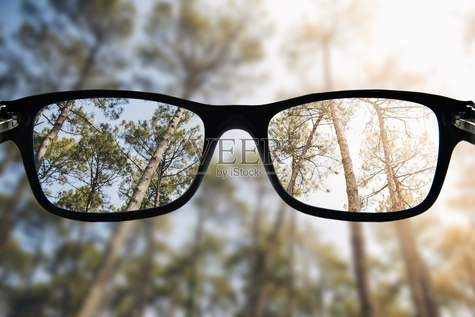 聚焦森林的眼镜照片摄影图片