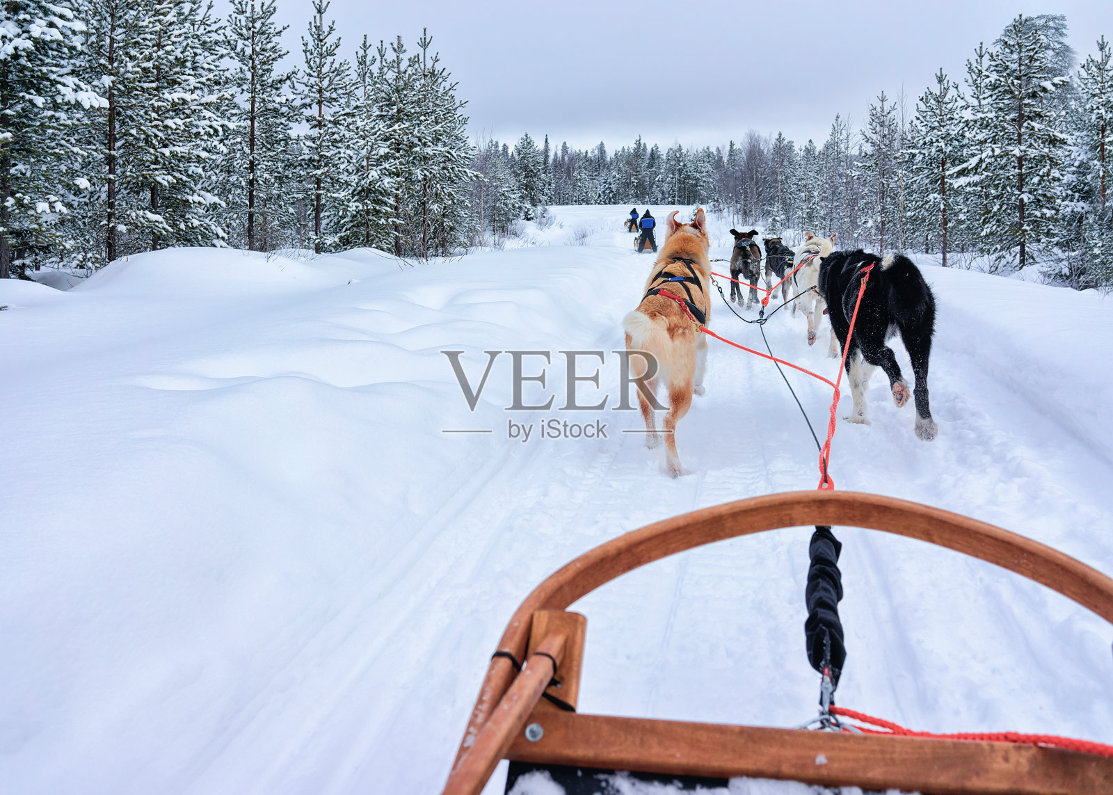 在罗瓦涅米森林拉雪橇的哈士奇狗照片摄影图片