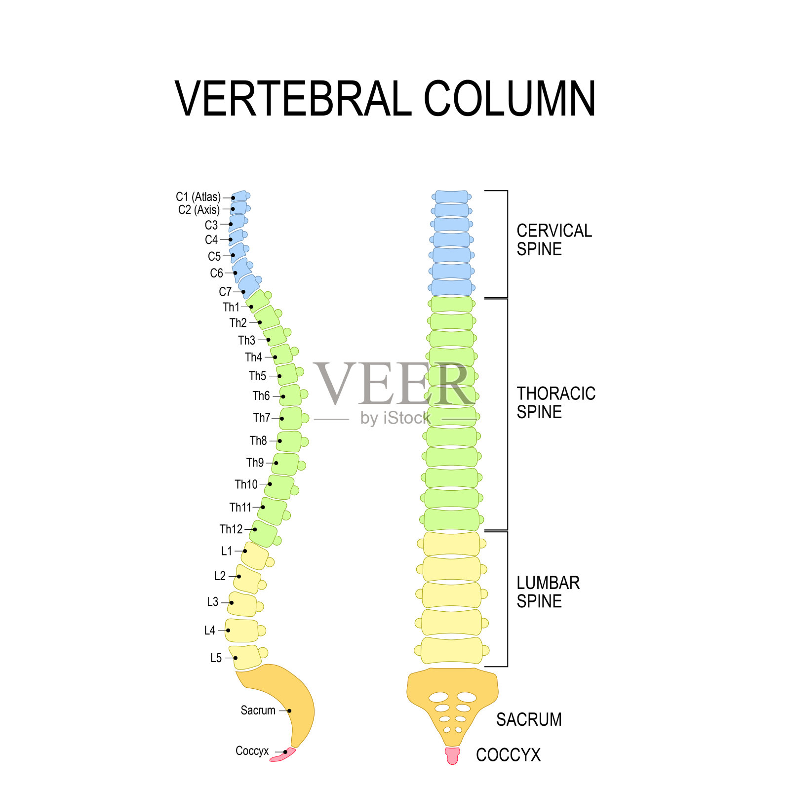 人体脊柱的椎骨编号顺序。插画图片素材