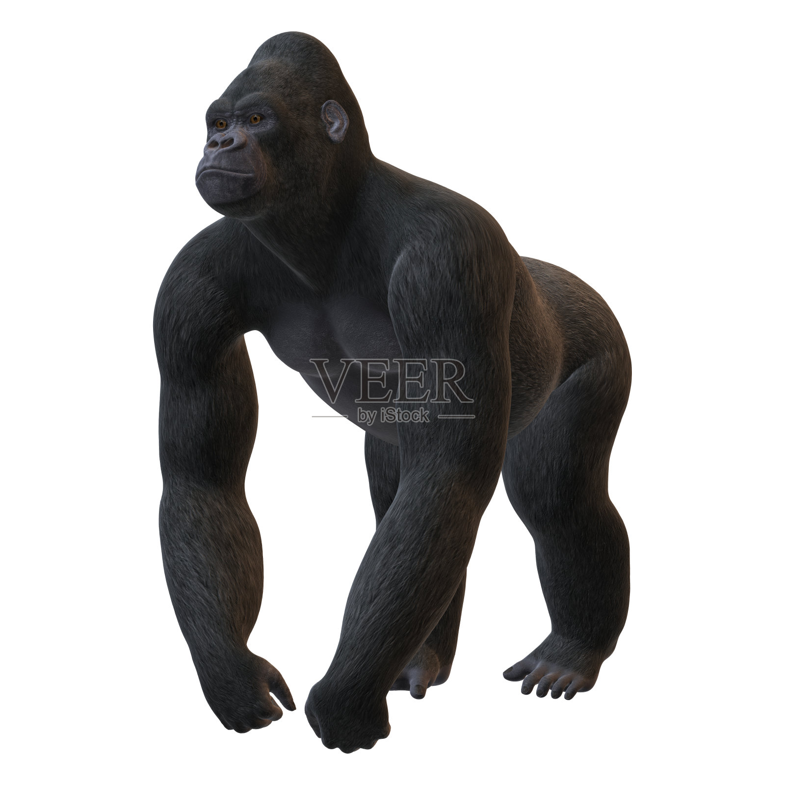 3D渲染大猩猩在白色照片摄影图片