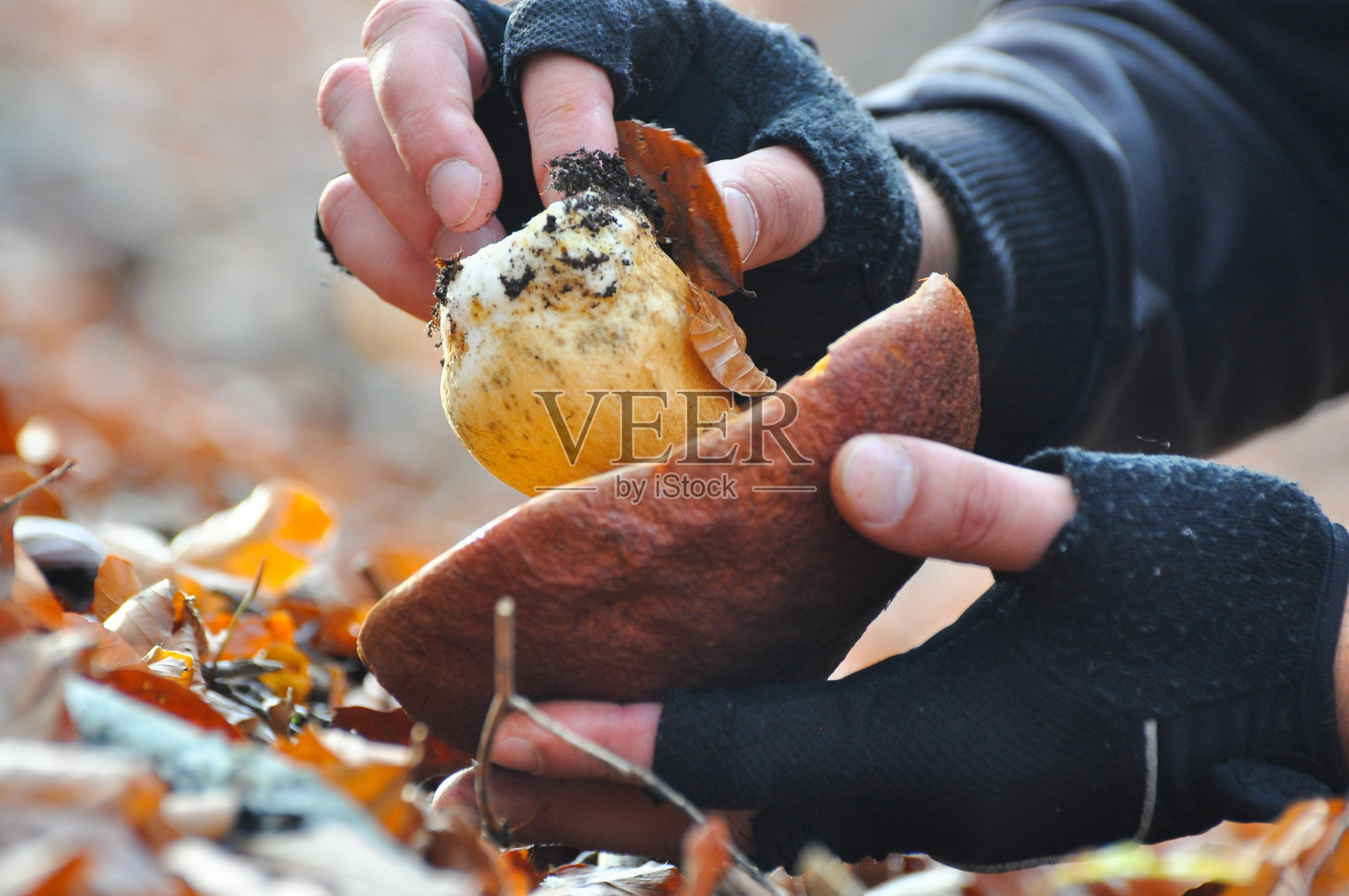 一只手正在森林里采蘑菇。照片摄影图片
