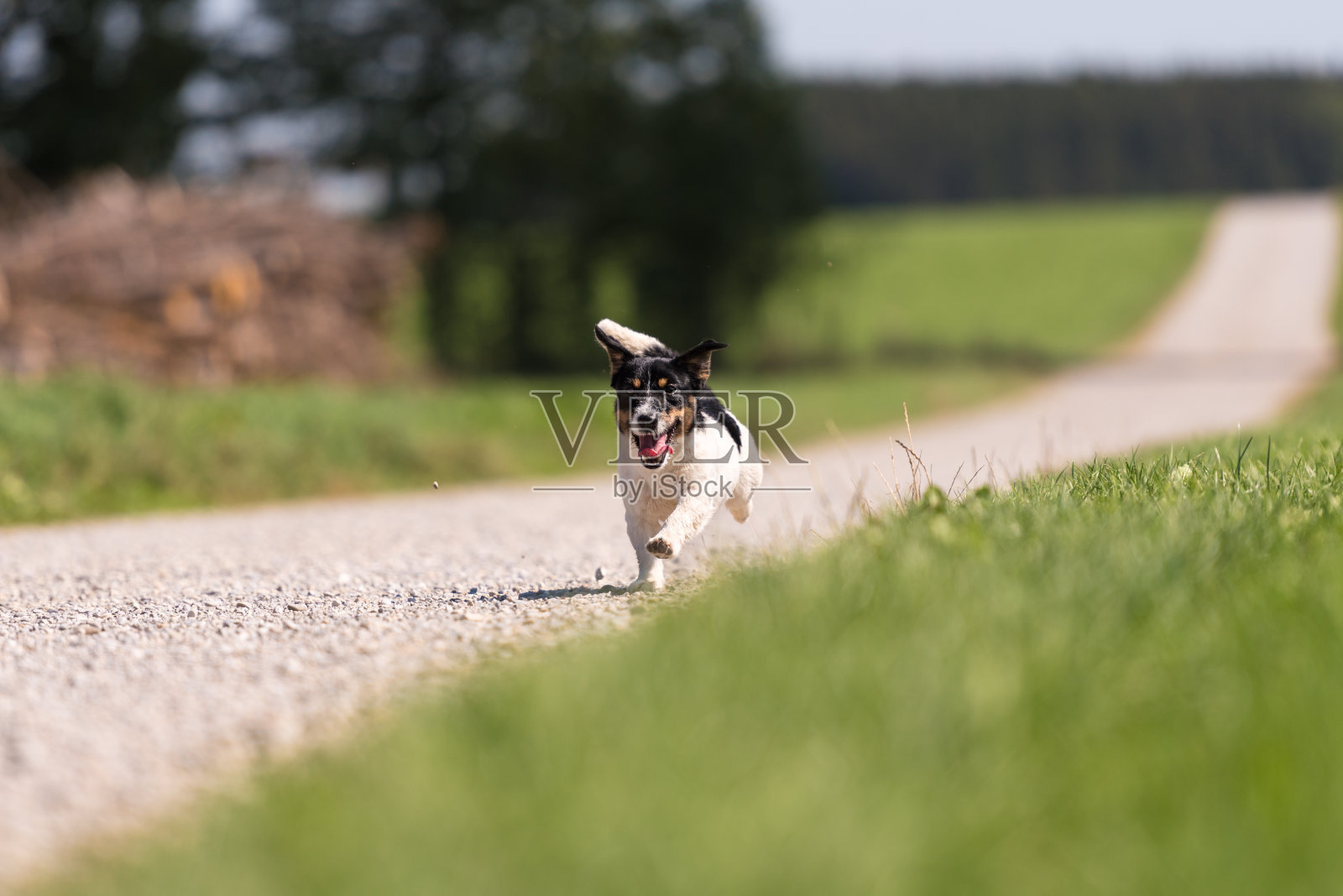 在树林和草地之间的小路上独自奔跑的狗-杰克罗素梗照片摄影图片