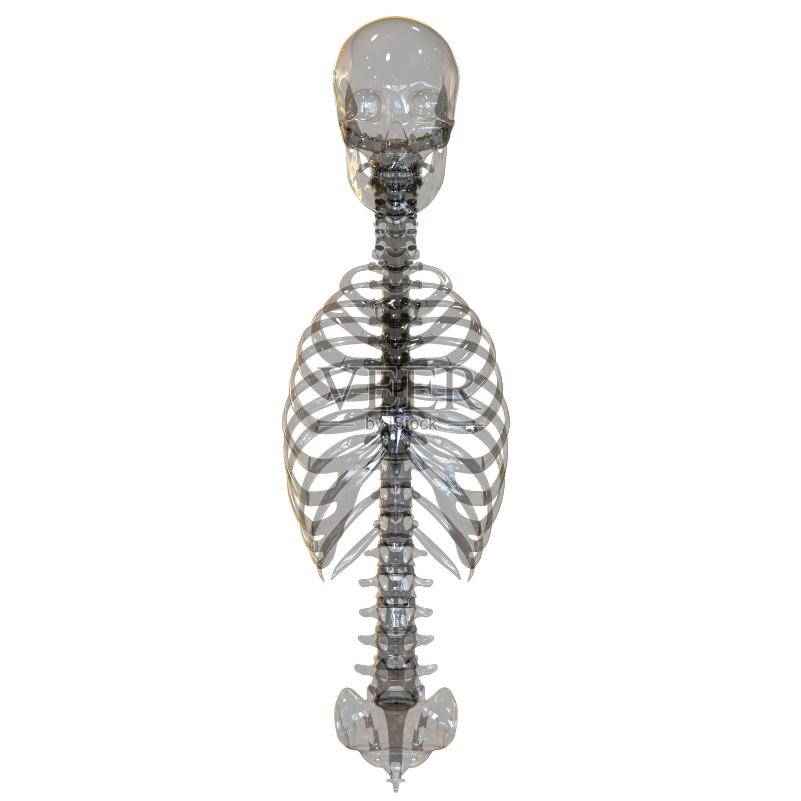 人体骨骼系统脊柱、肋骨和颅骨解剖学(前视图)设计元素图片
