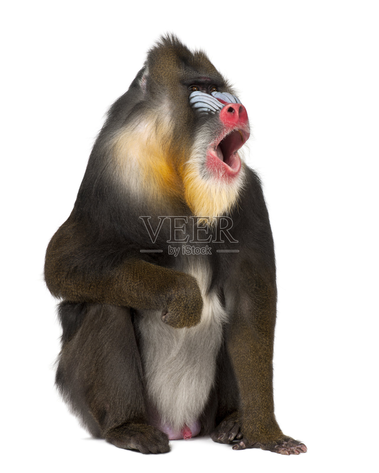 Mandrill坐着和叫喊——Mandrillus sphinx(22岁)是一种旧世界的灵长类猴子照片摄影图片