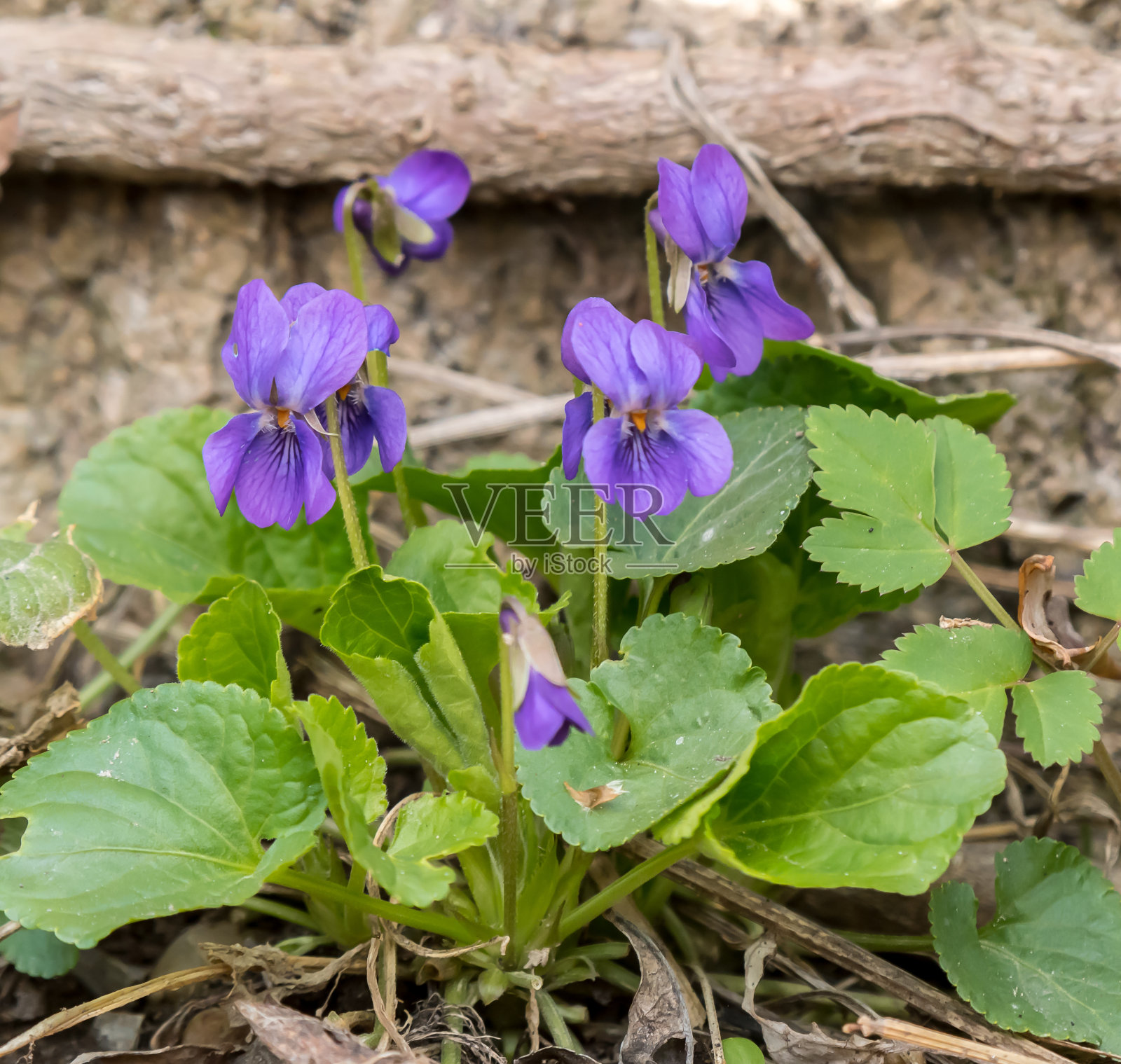 特写的紫罗兰(Viola odorata)在落叶森林照片摄影图片