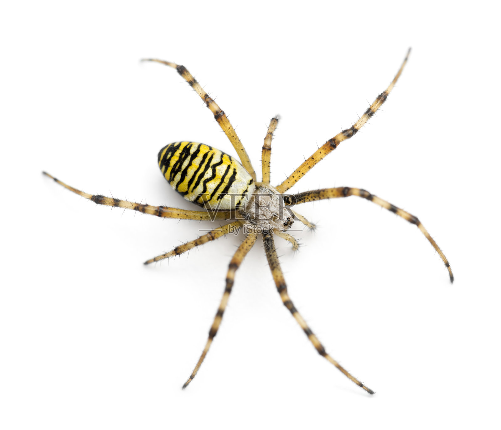 黄蜂蜘蛛，Argiope bruennichi，在白色背景下照片摄影图片