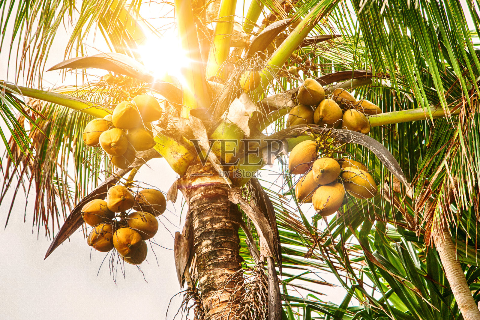 椰子树和椰子的特写照片摄影图片