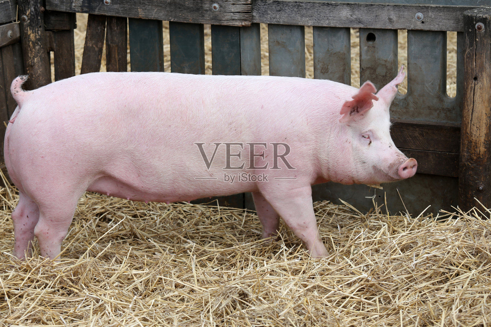 畜牧场粉红猪养殖照片摄影图片