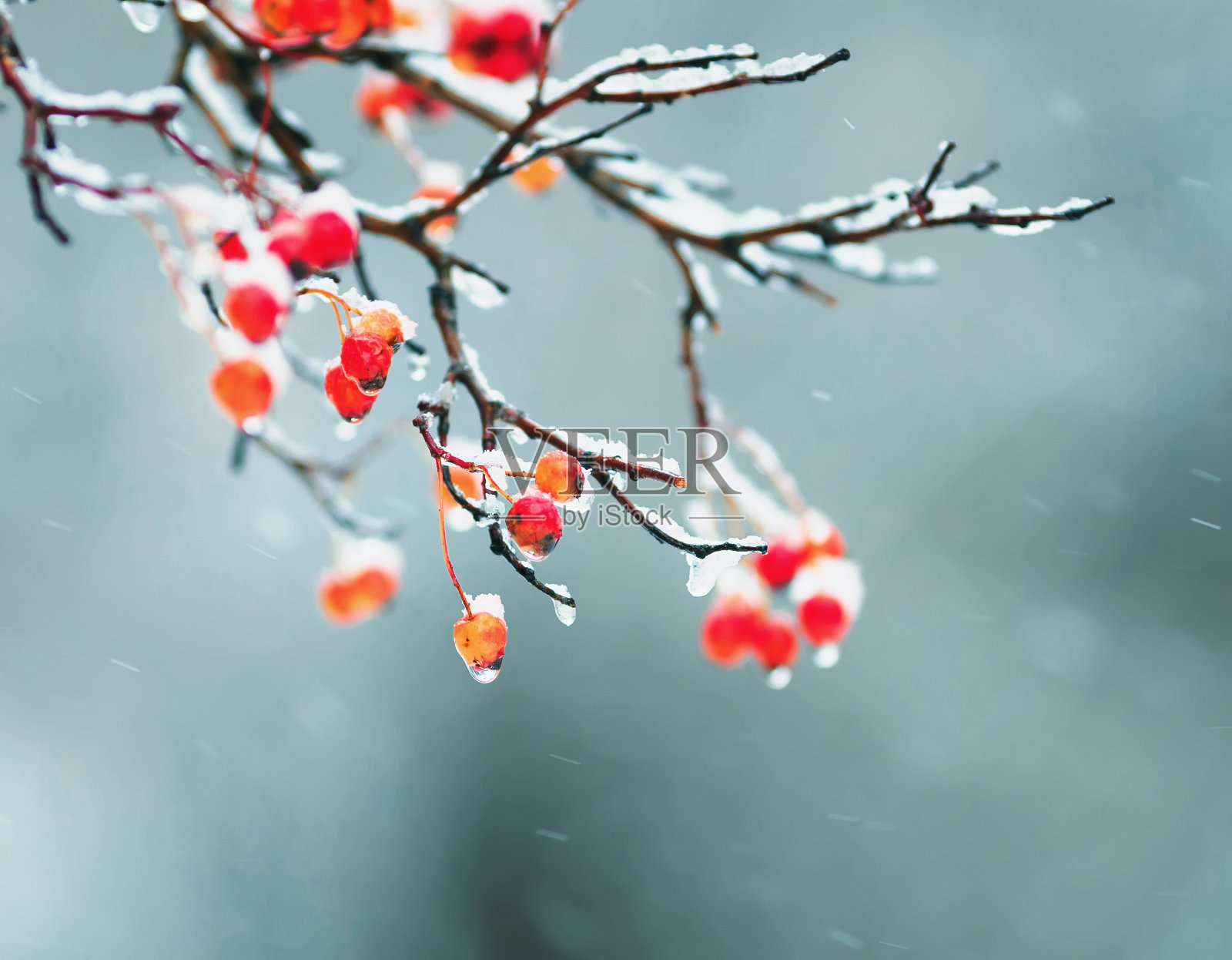 在第一场雪中，鲜亮多汁的红色浆果串覆盖着白色的冰晶照片摄影图片