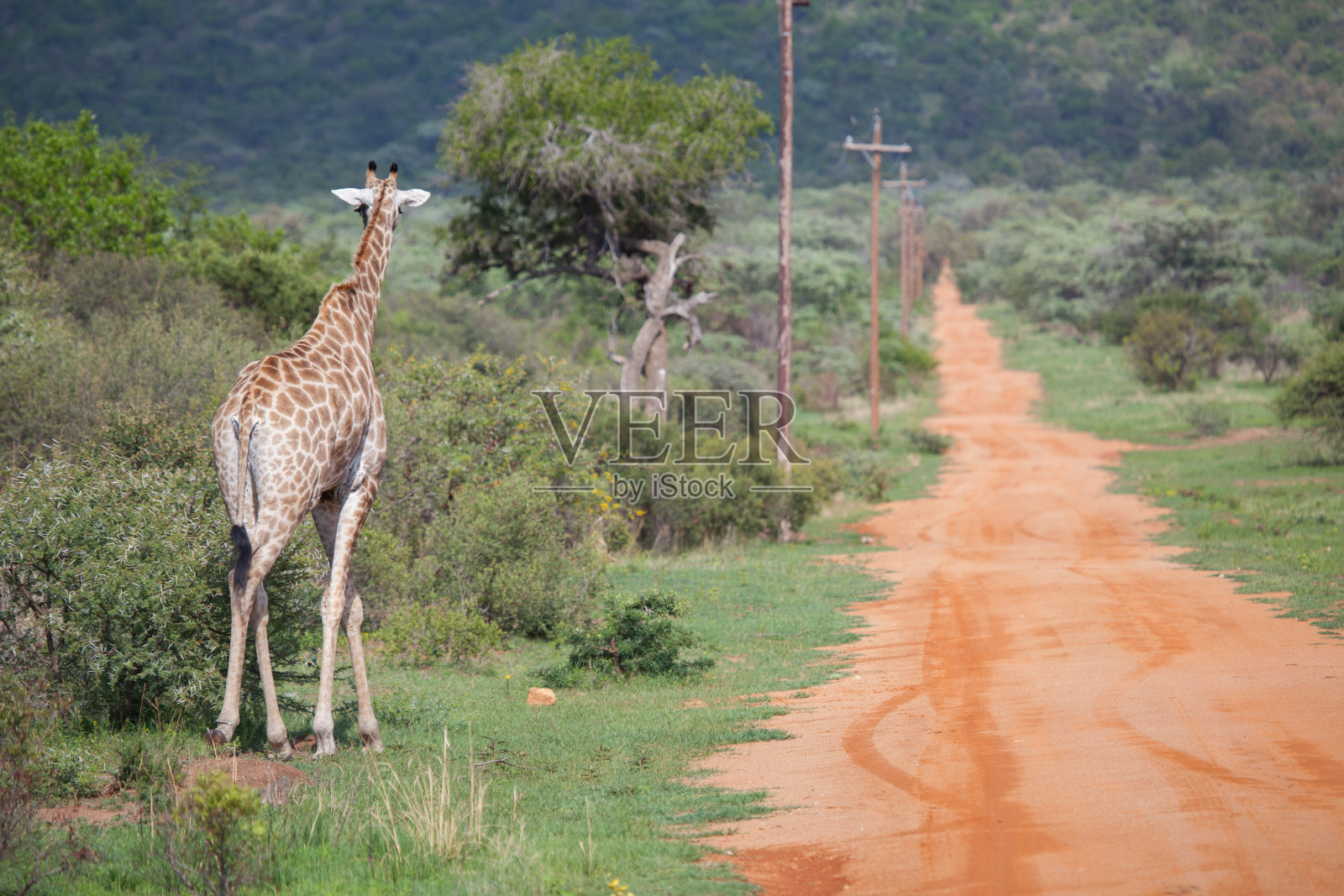 灌木丛中的南非长颈鹿照片摄影图片