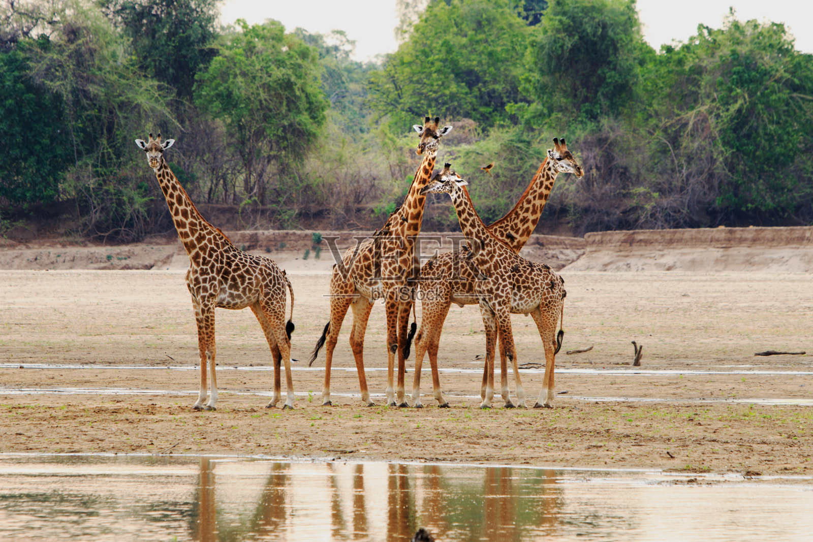 一群长颈鹿站在部分干涸的河床上，南卢安瓜国家白ek，赞比亚照片摄影图片