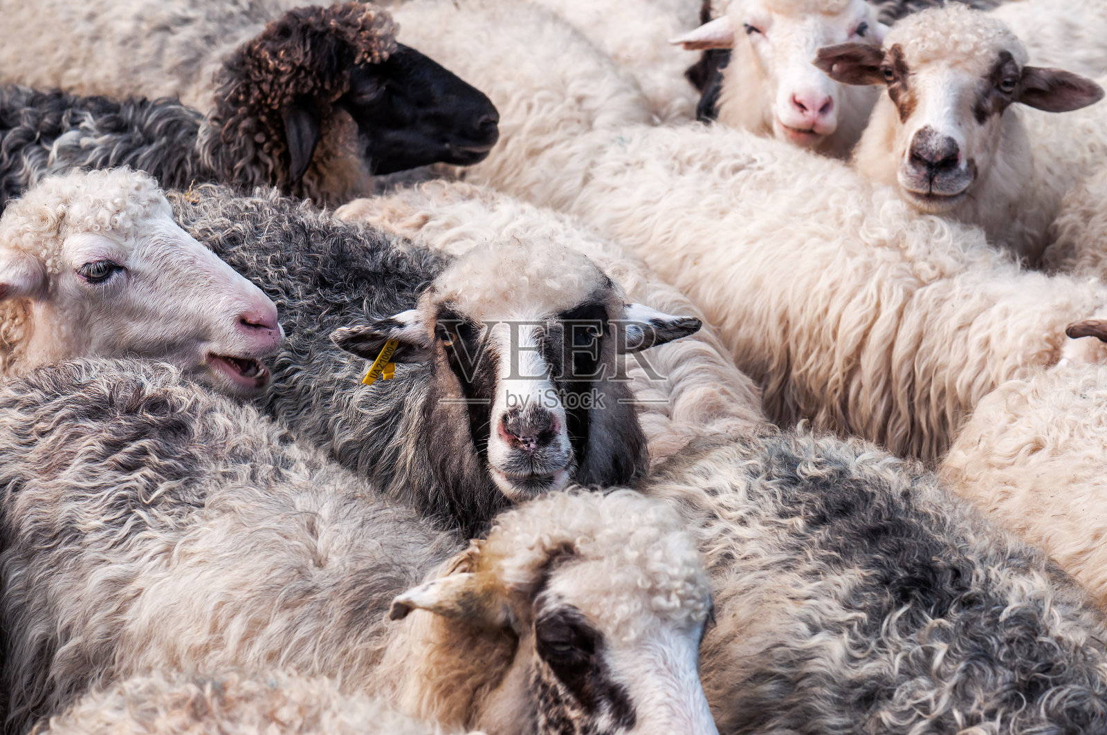 羊群质地照片摄影图片