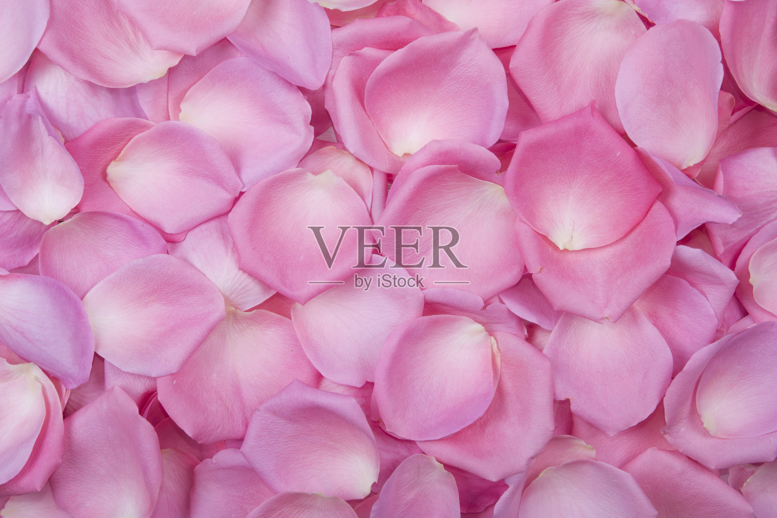 粉红色玫瑰花瓣的背景。前视图。照片摄影图片