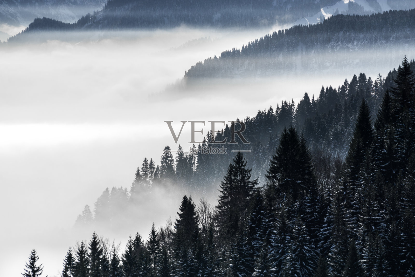 森林山坡在低山谷雾与常绿针叶树的剪影笼罩在雾中。风景优美的冰雪冬季景观在阿尔卑斯山，巴伐利亚，德国。照片摄影图片