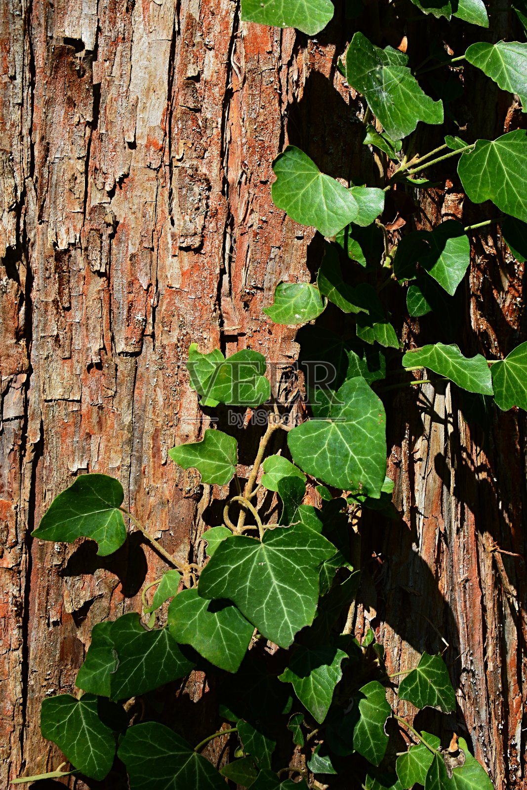 树皮木质纹理为黎明红木水杉与攀缘植物常青藤Hedera螺旋攀缘于树干表面。照片摄影图片