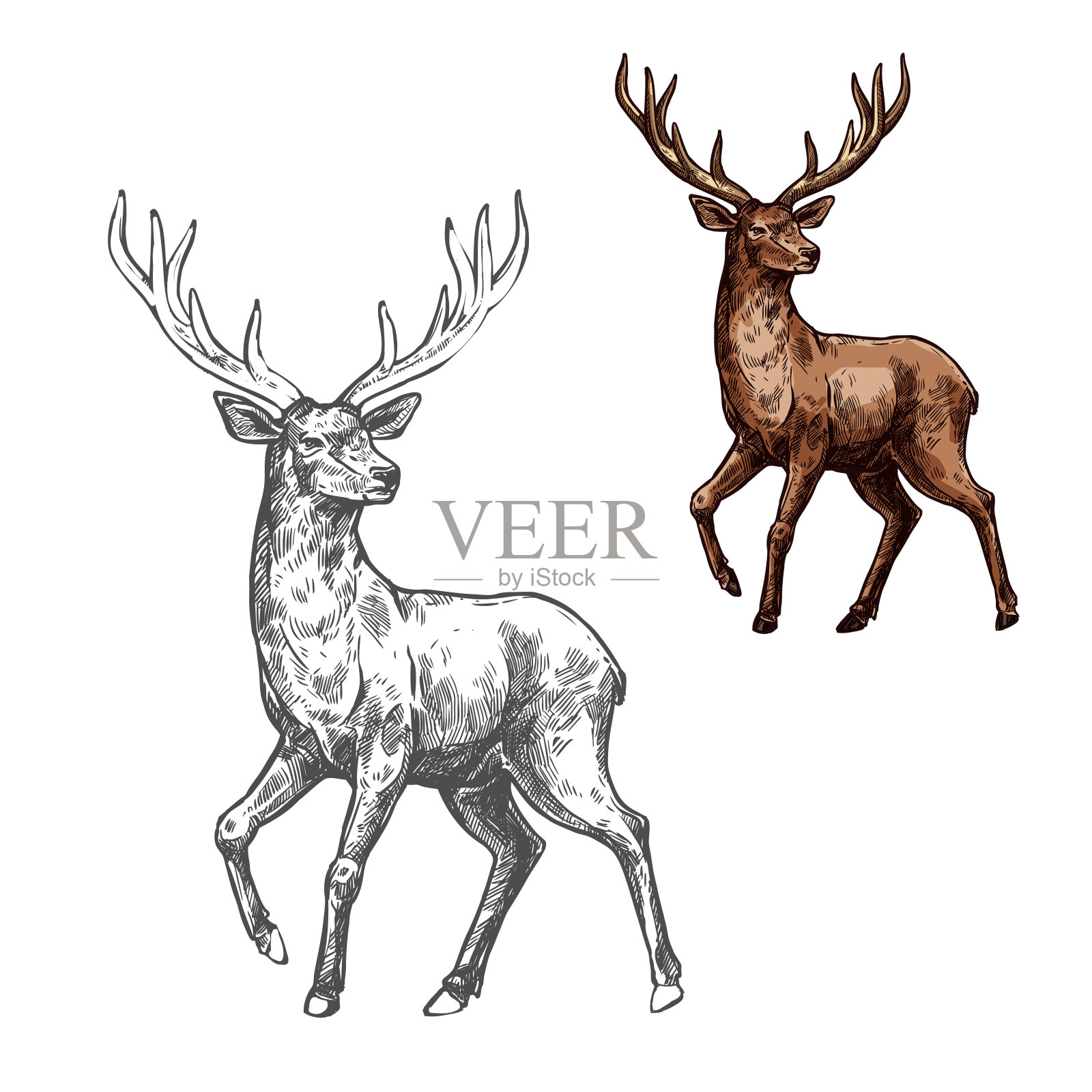 鹿、驯鹿或麋鹿等野生哺乳动物素描设计元素图片