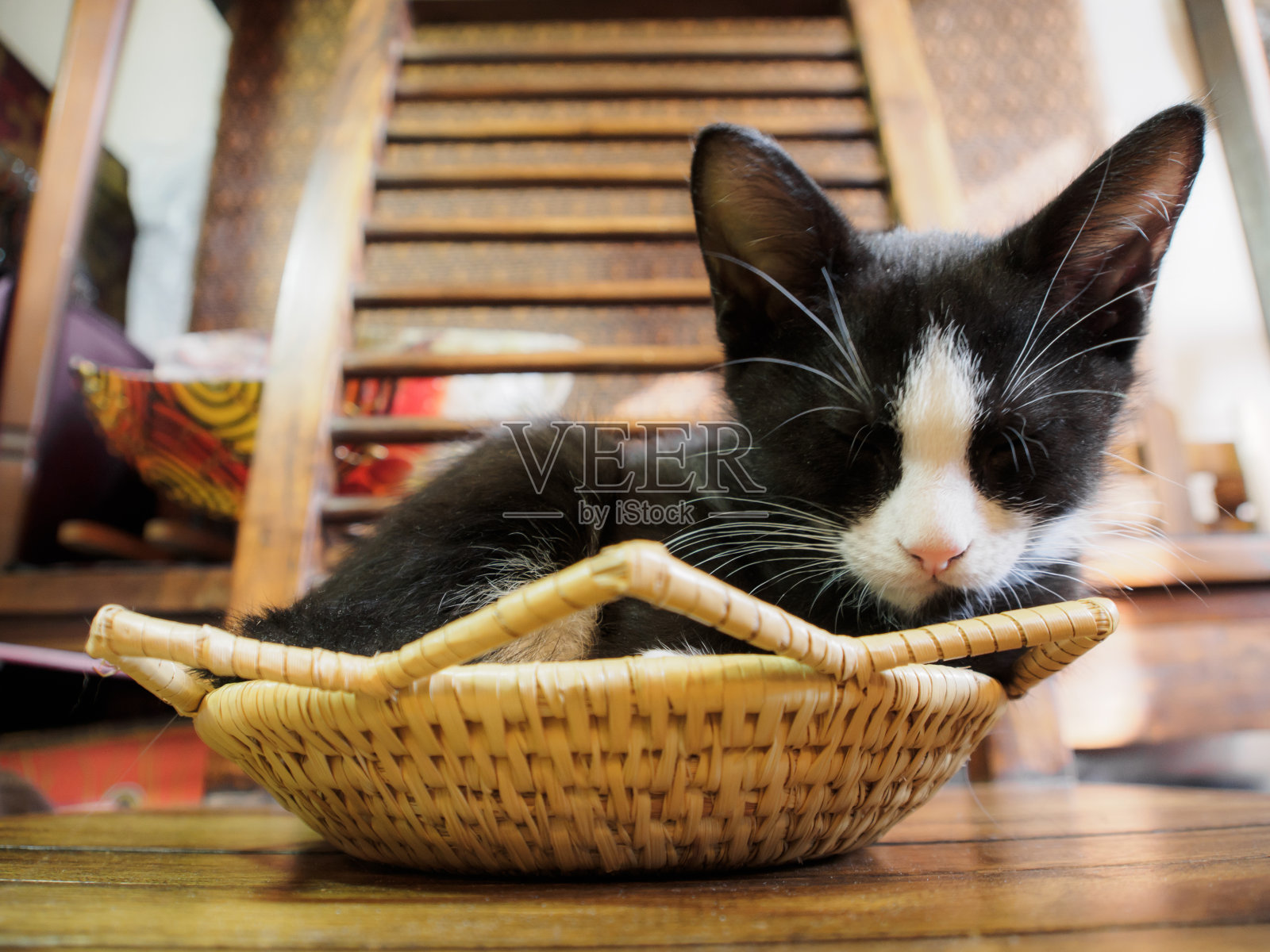 小猫在篮子里睡觉照片摄影图片