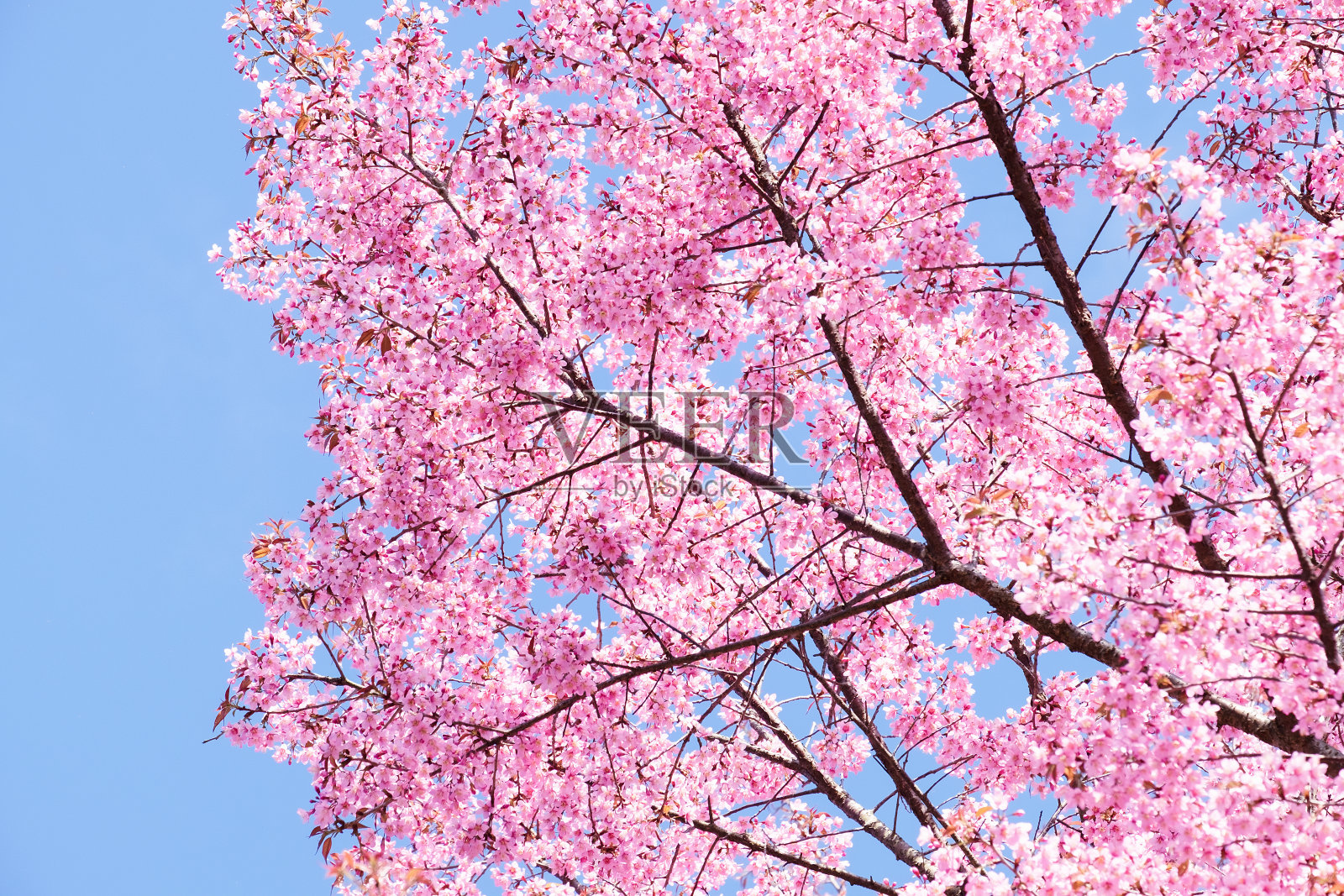粉红色樱花盛开在春天的户外，背景是柔和的焦点。照片摄影图片
