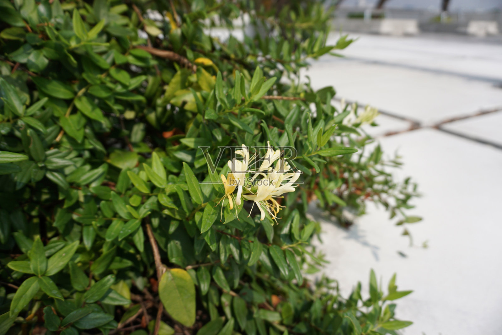 日本金银花(忍冬)植物生长在花园的花照片摄影图片