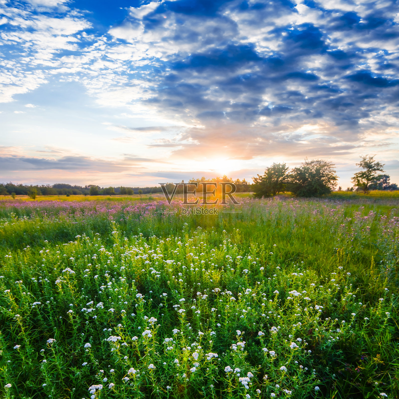 日落时美丽的夏日草原照片摄影图片