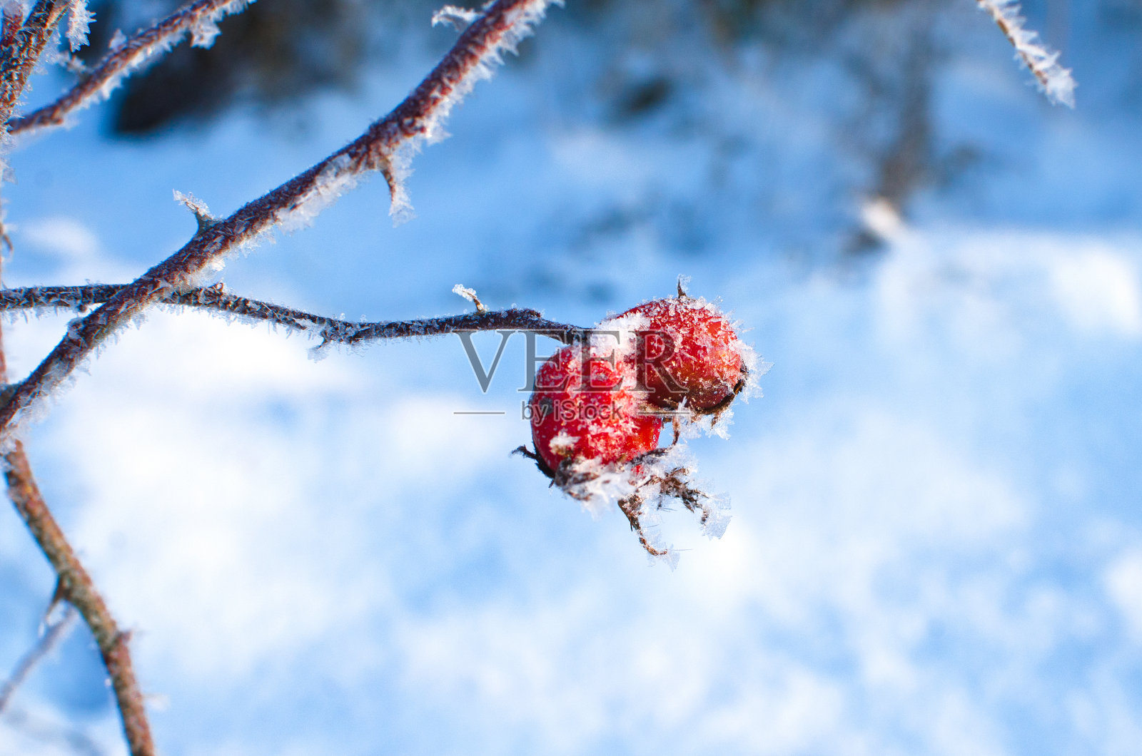 狗罗斯莓在寒冷中照片摄影图片