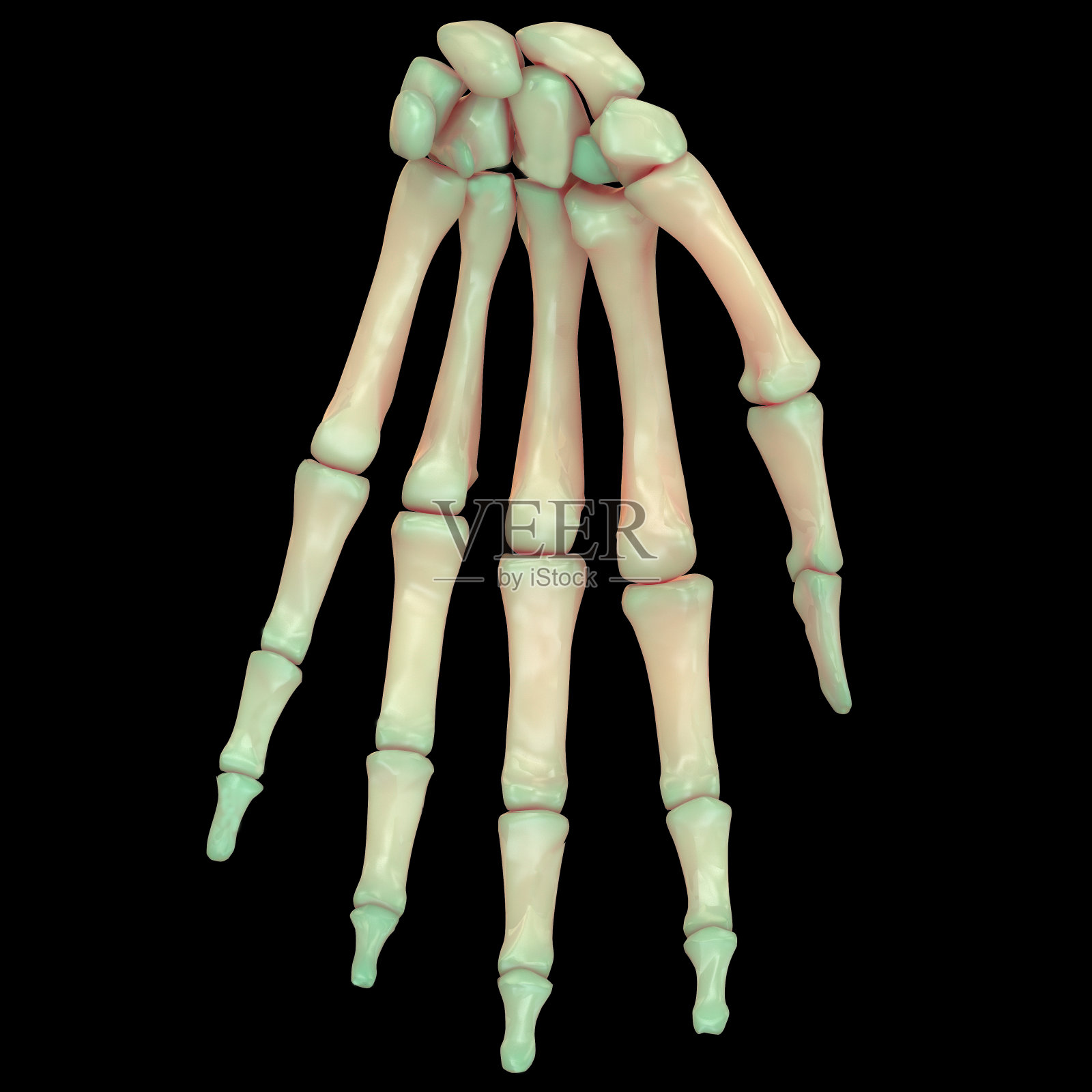 人体骨骼系统手指关节解剖学(前视图)设计元素图片