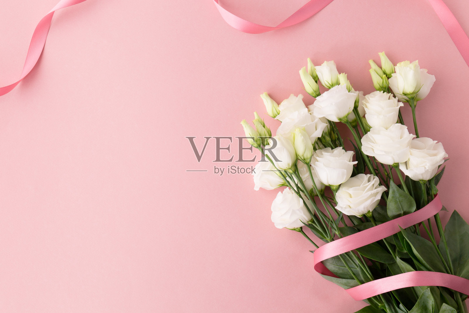 一束带粉色丝带的白玫瑰照片摄影图片