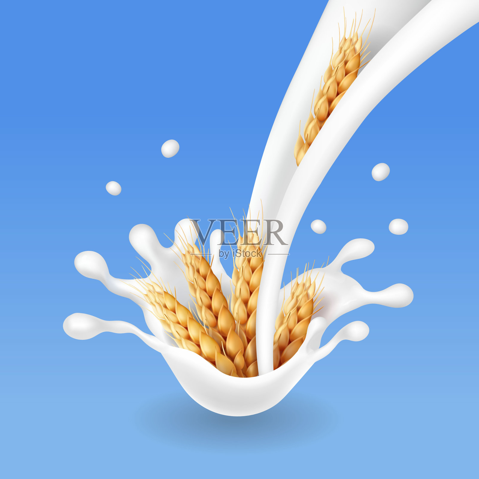 麦穗流奶。大麦谷物现实向量插画图片素材