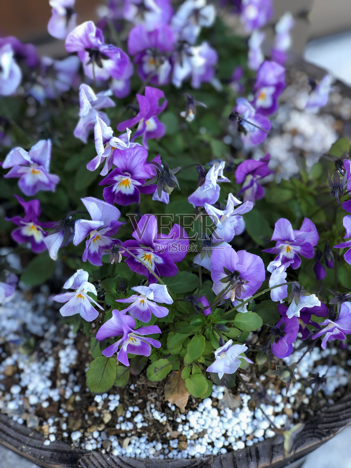 Viola-Purple花照片摄影图片