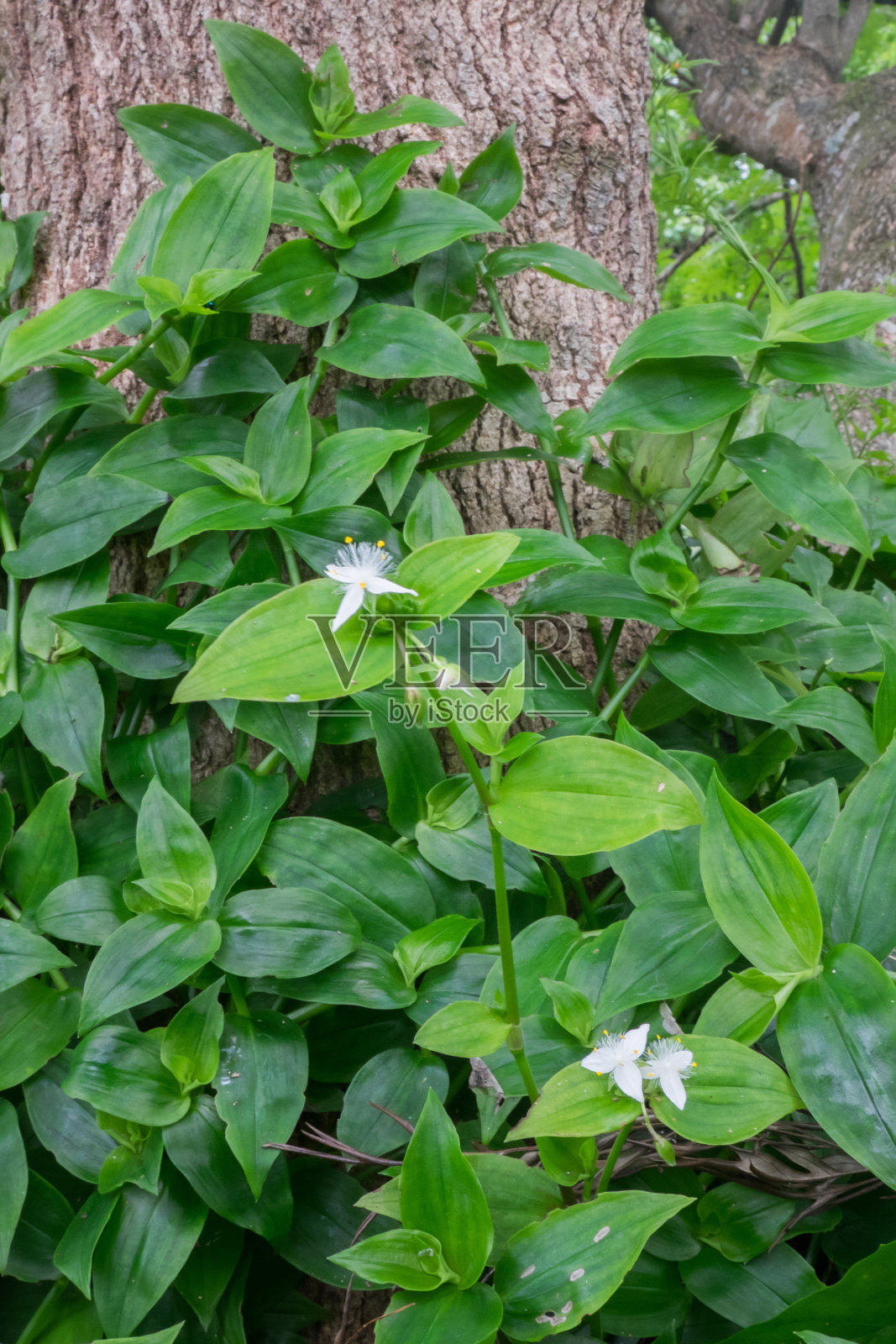 在新西兰，Tradescantia fluminensis被称为流浪犹太人或流浪威利，是一种入侵杂草;别处的一种装饰性园林植物。肖像方向与白花。照片摄影图片