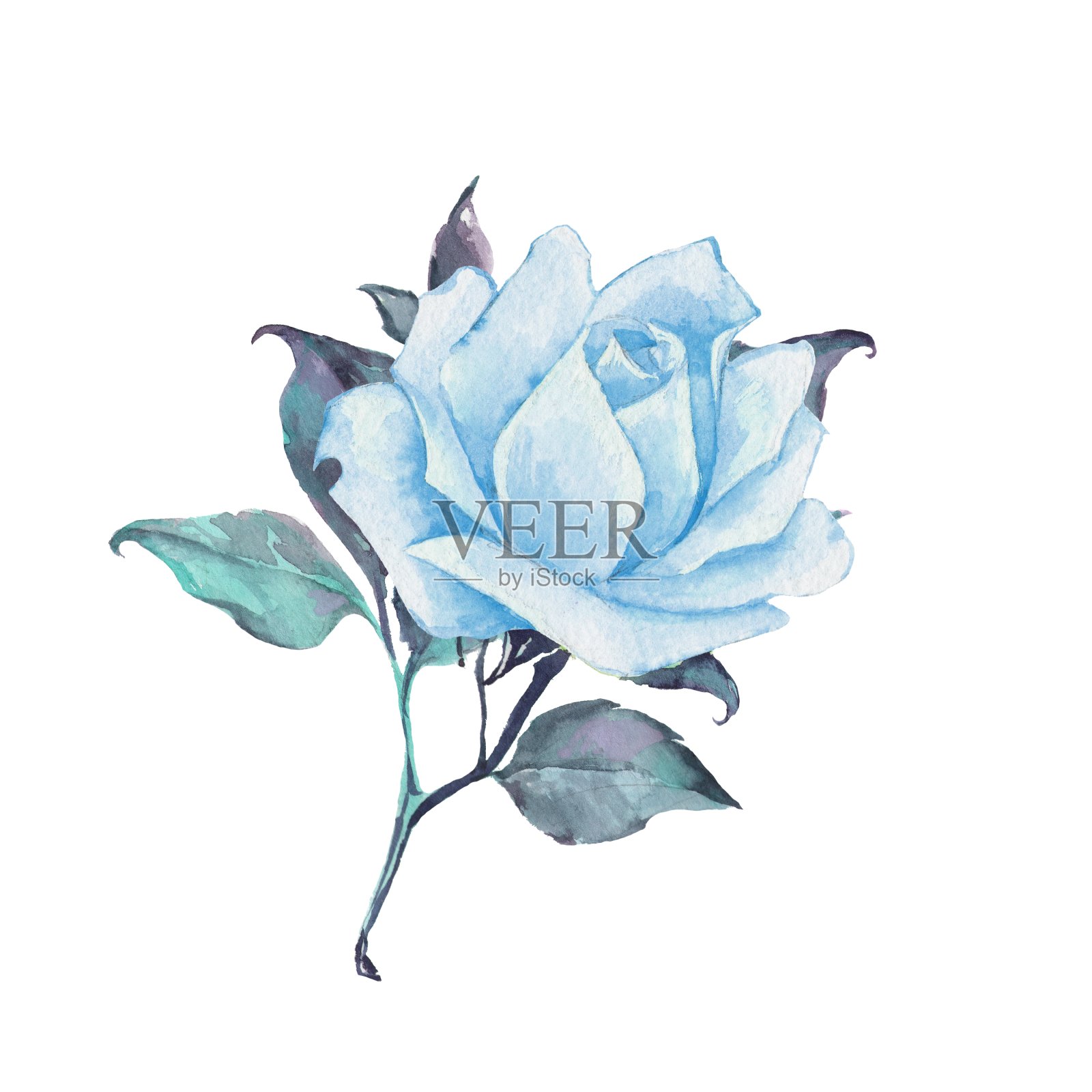 单一的玫瑰。水彩插图插画图片素材