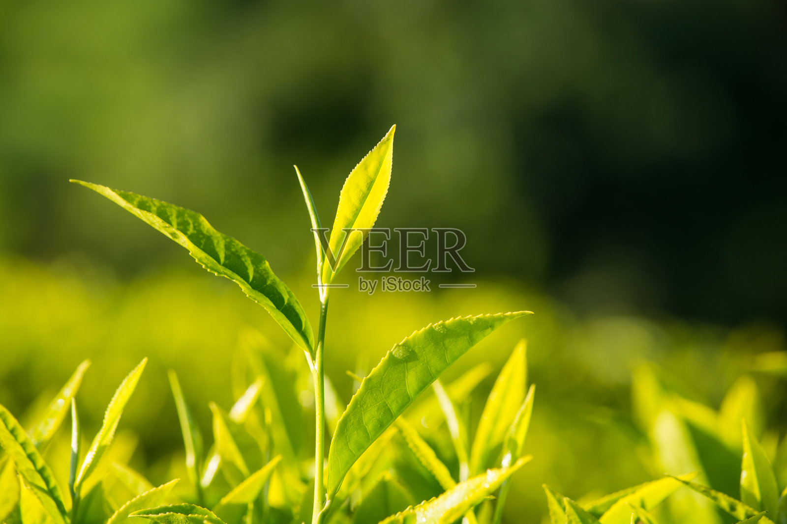 微距拍摄的绿茶叶子照片摄影图片
