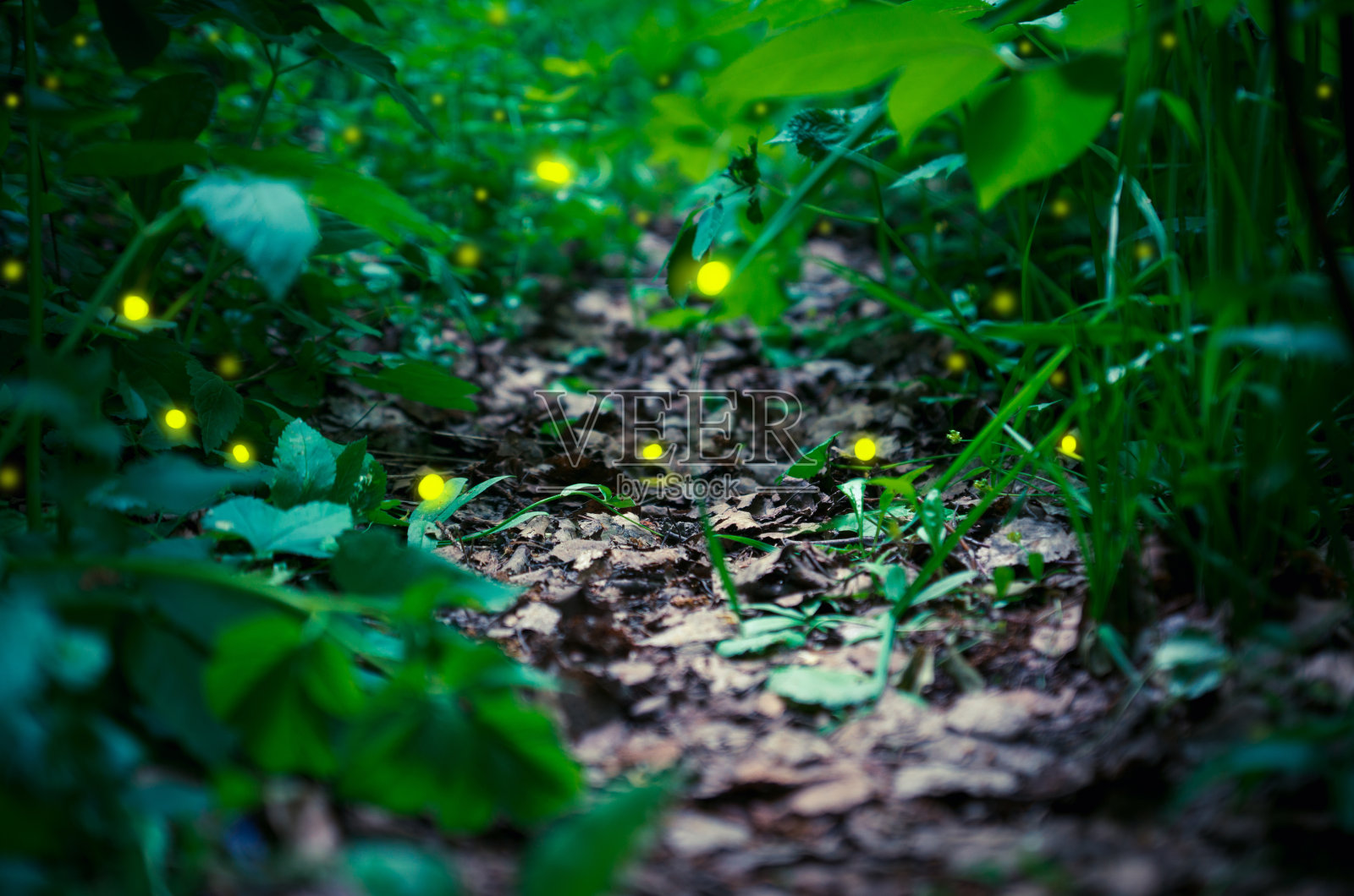 萤火虫在森林里照片摄影图片
