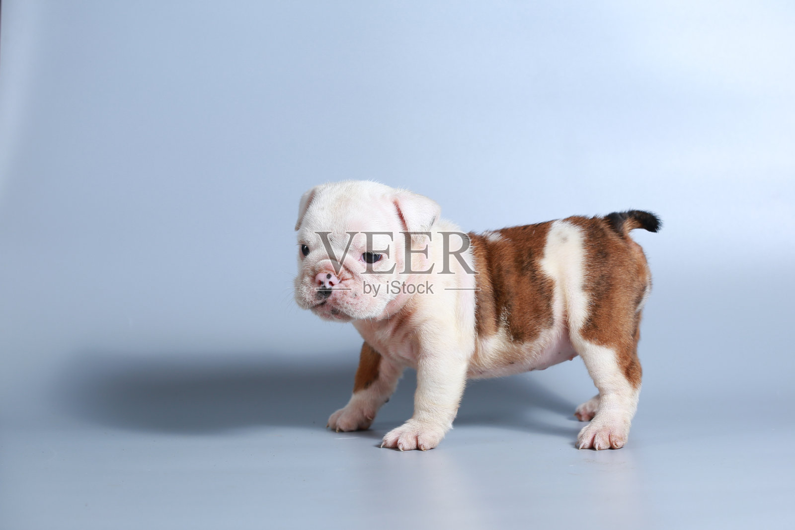 2个月纯种英国斗牛犬幼犬照片摄影图片