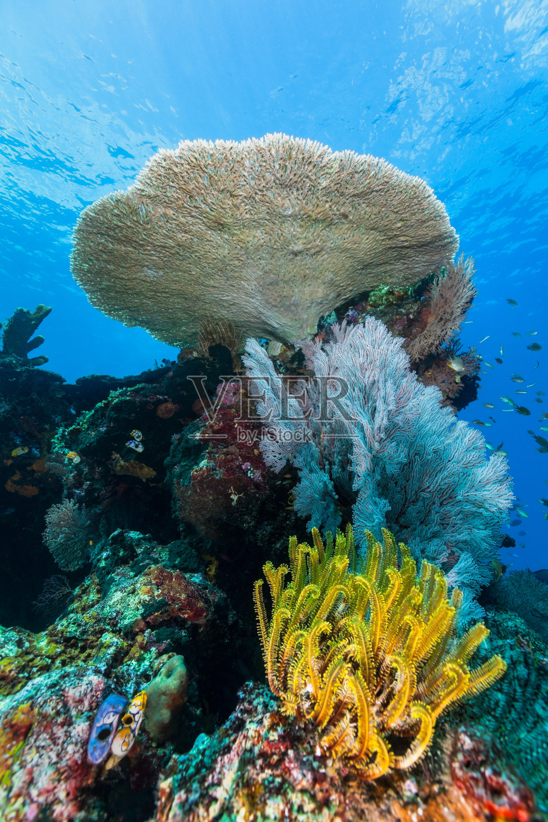 原始珊瑚礁和完美的Acropora桌珊瑚，在印度尼西亚班达附近的Gunung Api岛东北部照片摄影图片