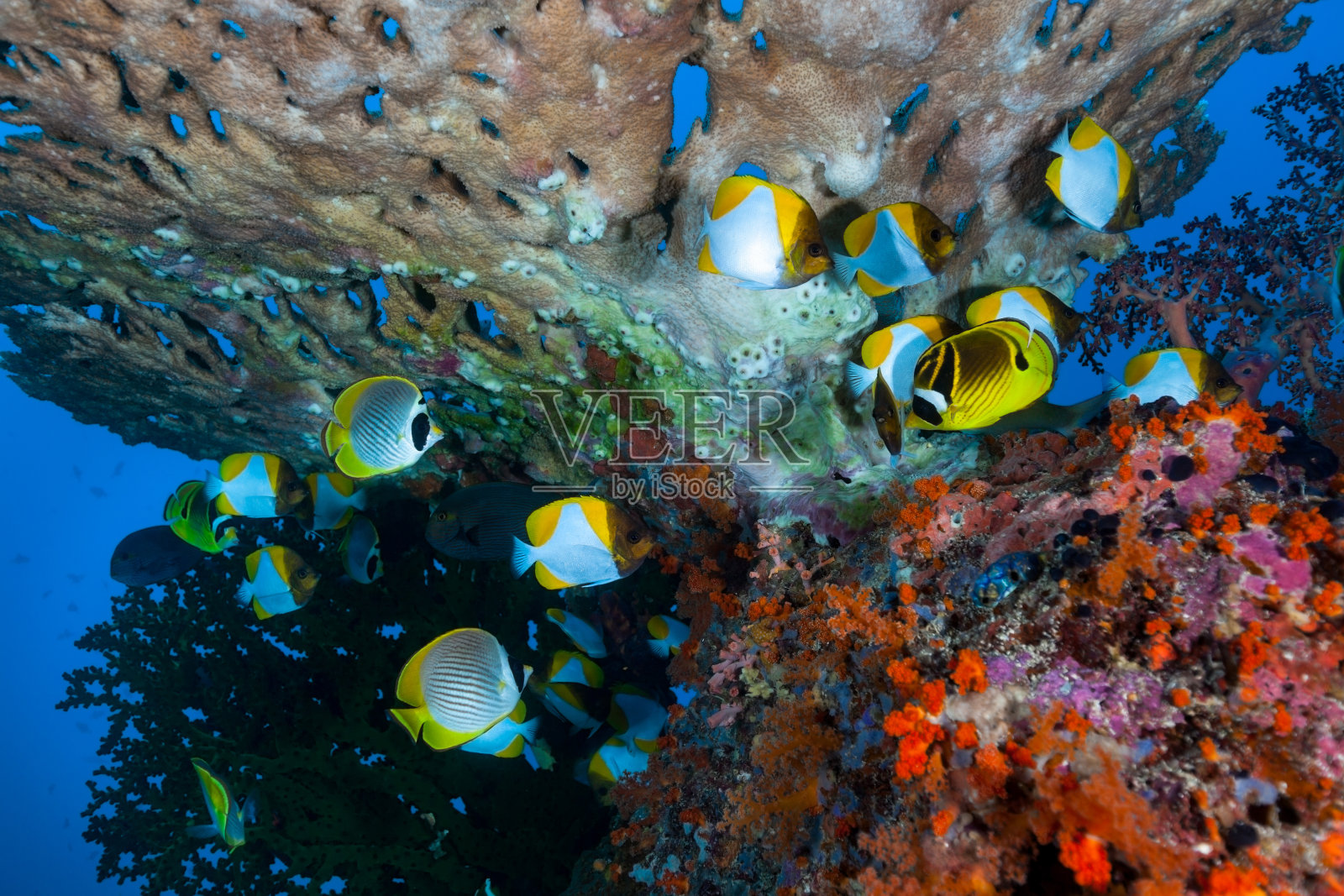 Acropora桌珊瑚下的蝴蝶鱼照片摄影图片