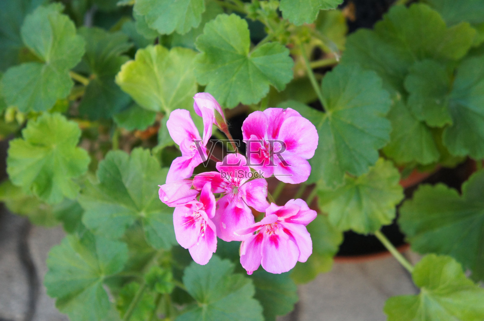 天竺葵粉红色花与绿色照片摄影图片